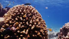 Оживший риф