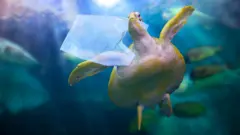 Черепаха с пластиковым пакетом в пасти