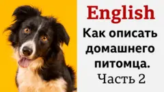 English: как описать домашнего питомца. Часть 2