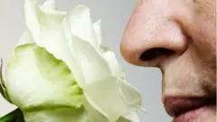Запах розы