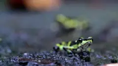 Жаба вида "панамский арлекин"