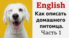 English: как писать домашнего питомца. Часть 1