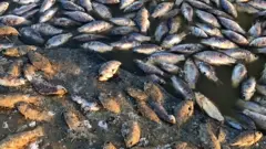 Мертвая рыба на берегу водохранилища Аршань-Зельмень в Сарпинском районе
