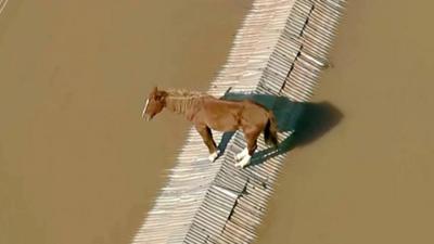 Horse stranded on rooftop