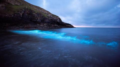 Bioluminescent plankton at Dunraven Bay