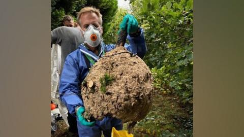 Man in a blue protective suit with gloves on and a mask holding the large nest which is round and attached to a piece of tree branch