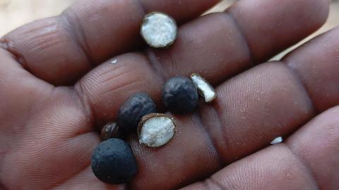 Hand holding makhana which look like large peppercorns