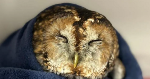 Owl wrapped in a blue towel.