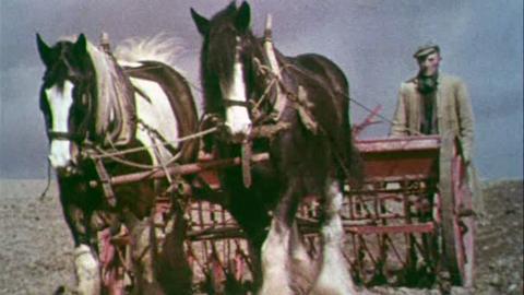 Horses working on a farm