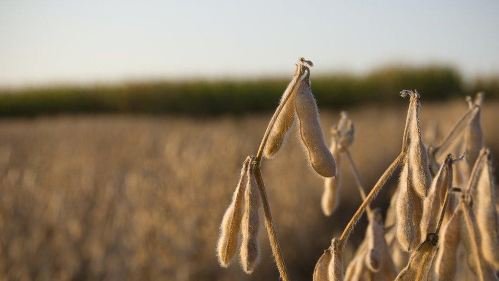 Soy beans in field