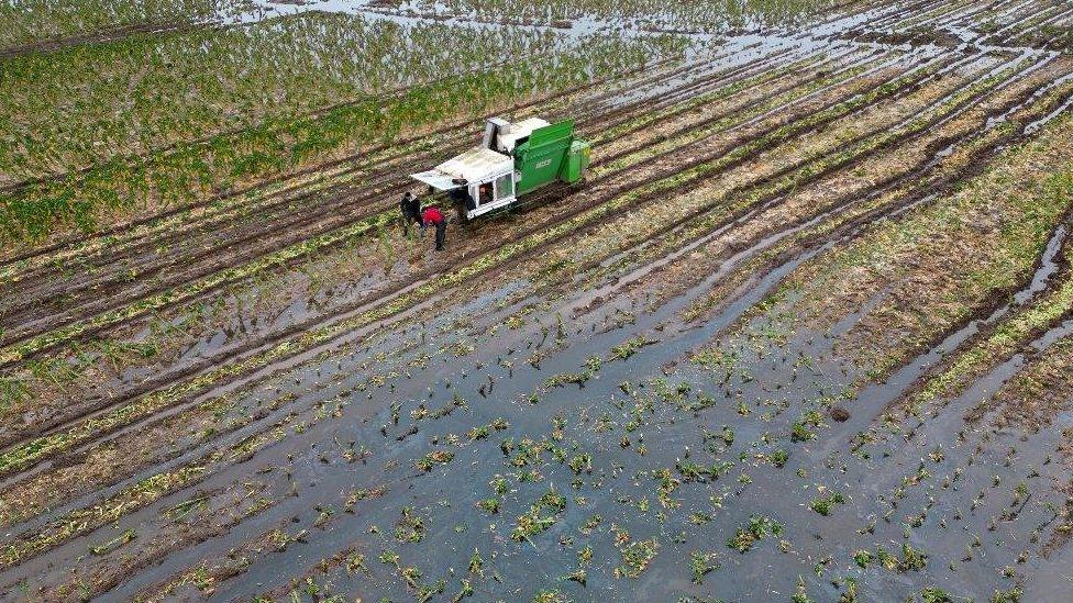 Flooded fields