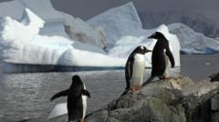 pingvinlər isinən dənizlər iqlim dəyişikliyi 