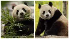 Медведица Цин Бао родилась в сентябре 2021 года, а медведь Бао Ли на месяц старше