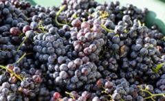 Des raisins enroulés reposent dans un conteneur pendant les vendanges dans les vignobles escarpés au-dessus de la rivière Neckar à Mundelsheim, dans le sud-ouest de l'Allemagne, le 23 septembre 2023.