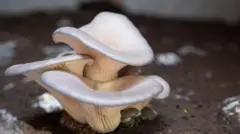 Close up foto of Oyster mushroom