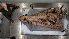 Crâne de pliosaure récupéré par Steve Etches et Phil Jacobs.