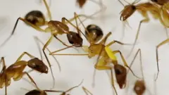 An ant carrying out an amputation