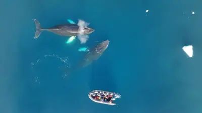 Шта проучавање китова на Антарктику открива о климатским променама