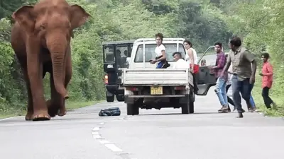 Слонови „бандити“ пресрећу туристе због хране