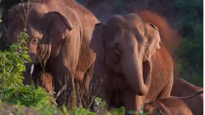 Wild Asian elephants forage and play in Yimen county of Yuxi, Yunnan province