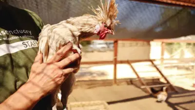 Un Poulet sauvé après la grippe aviaire