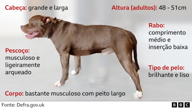 Infográfico detalhando características do American Bully XL