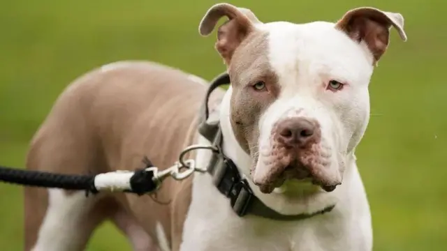 Cão da 'raça' American Bully