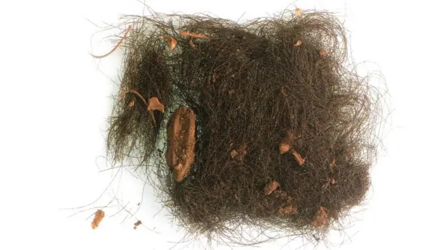 Photo of the hair analysed