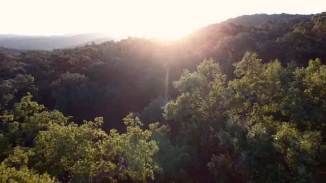 Najveći broj hrastova koji proizvode žirove rastu na travnatim predelima sličnim savanama, koje se nazivaju dehesa