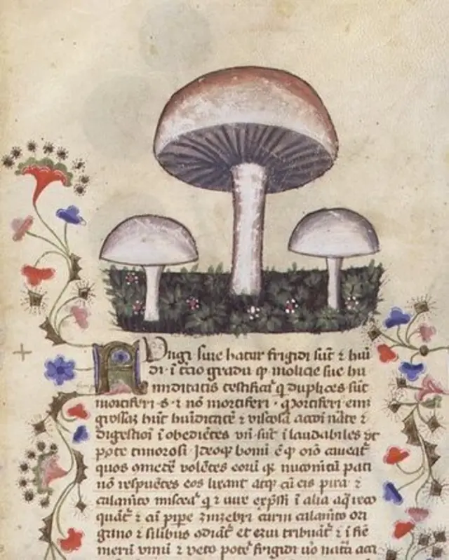 Иллюстрация: грибы из средневековой рукописи