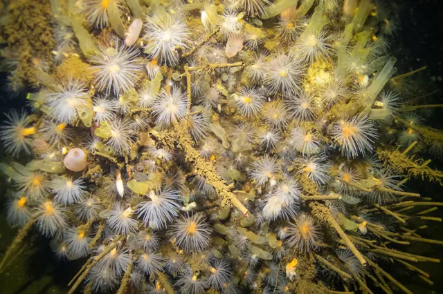 Морские анемоны и трубчатые черви