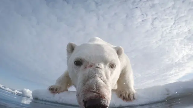 Медведь плывёт на льдине