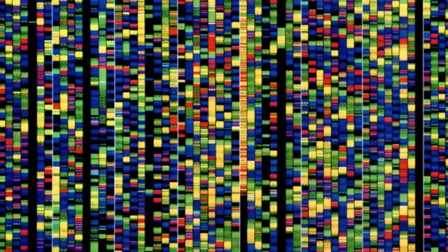 геном человека