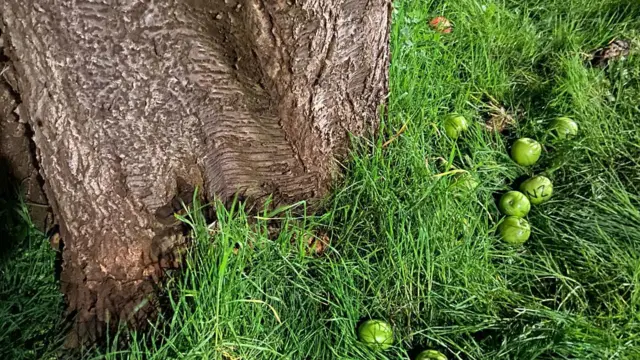 Green apples sit at the foot of a tree