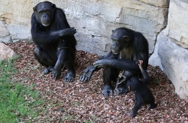 Chimpanzés no Bioparc de Valência