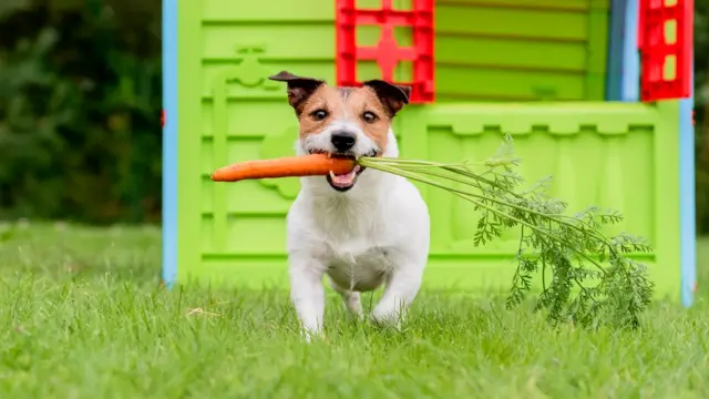 Собачка с морковкой