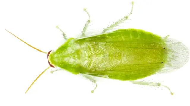 Банановый таракан (Panchlora sp.)