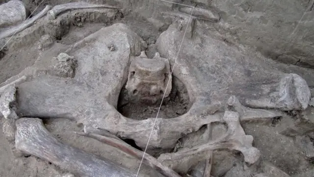 Археологи обнаружили более 800 костей мамонтов