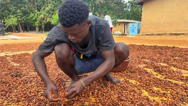 Un agriculteur vérifie le séchage de sa récolte de cacao