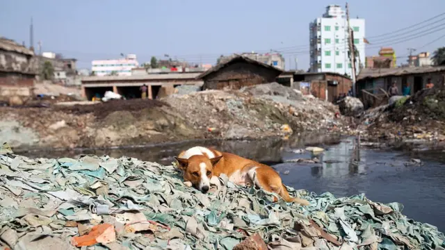 Кожевенные фабрики в Бангладеш печально известны огромным количеством производимых отходов