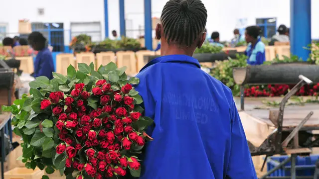 Travailleurs dans une ferme de fleurs à Nakuru, Kenya