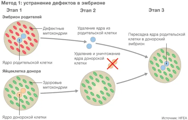 устранение дефектов в эмбрионе