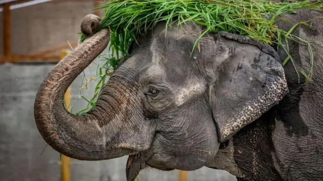 Голова слонихи Мали