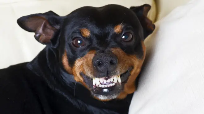 pinscher mostrando os dentes