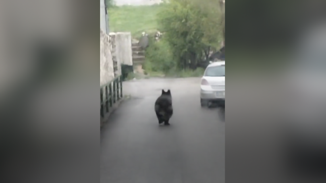 медвед у Босни