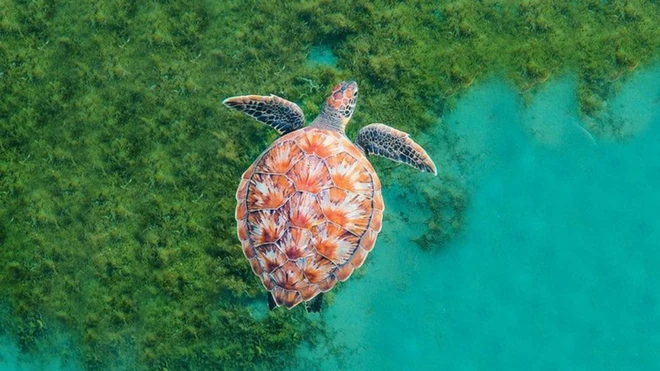 Coral Reef Image Bank