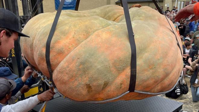 Giant pumpkin on a weighing scale