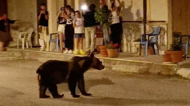 A bear named Amarena waits for her cubs (not pictured) to cross a street in front of a group of people, in San Sebastiano Dei Marsi, Abruzzo