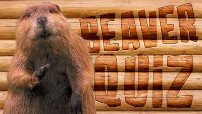 Winterwatch on CBBC - Quiz: How much do you know about beavers?