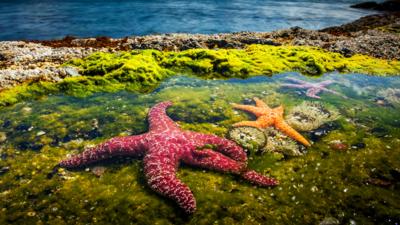 Nature on CBBC - Blue Planet II 'Coasts'